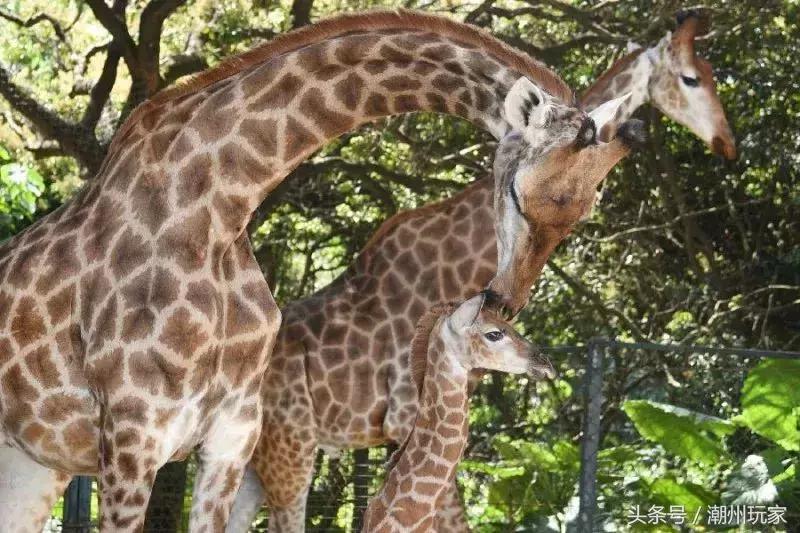 潮州五大景区,潮州最值得去的景点排名前十