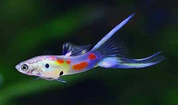 为什么养的热带鱼不吃食,为什么热带鱼比较容易生病