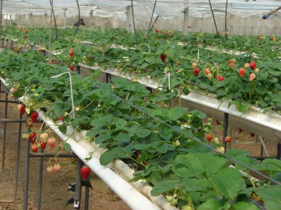 又到一年草莓种植季,你的草莓脱毒苗买好了吗,这6立体栽培方式有5大好处,值得你尝试