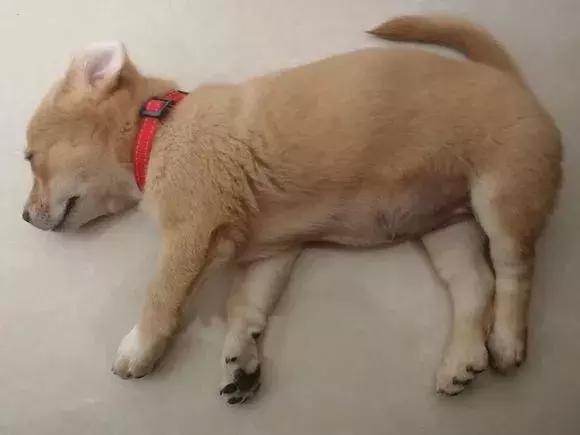 狗狗绝对不能吃到6种食物,狗狗十种不能吃食物