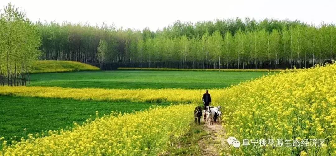 你承认不？阜宁，一个来了就不想走的城市！