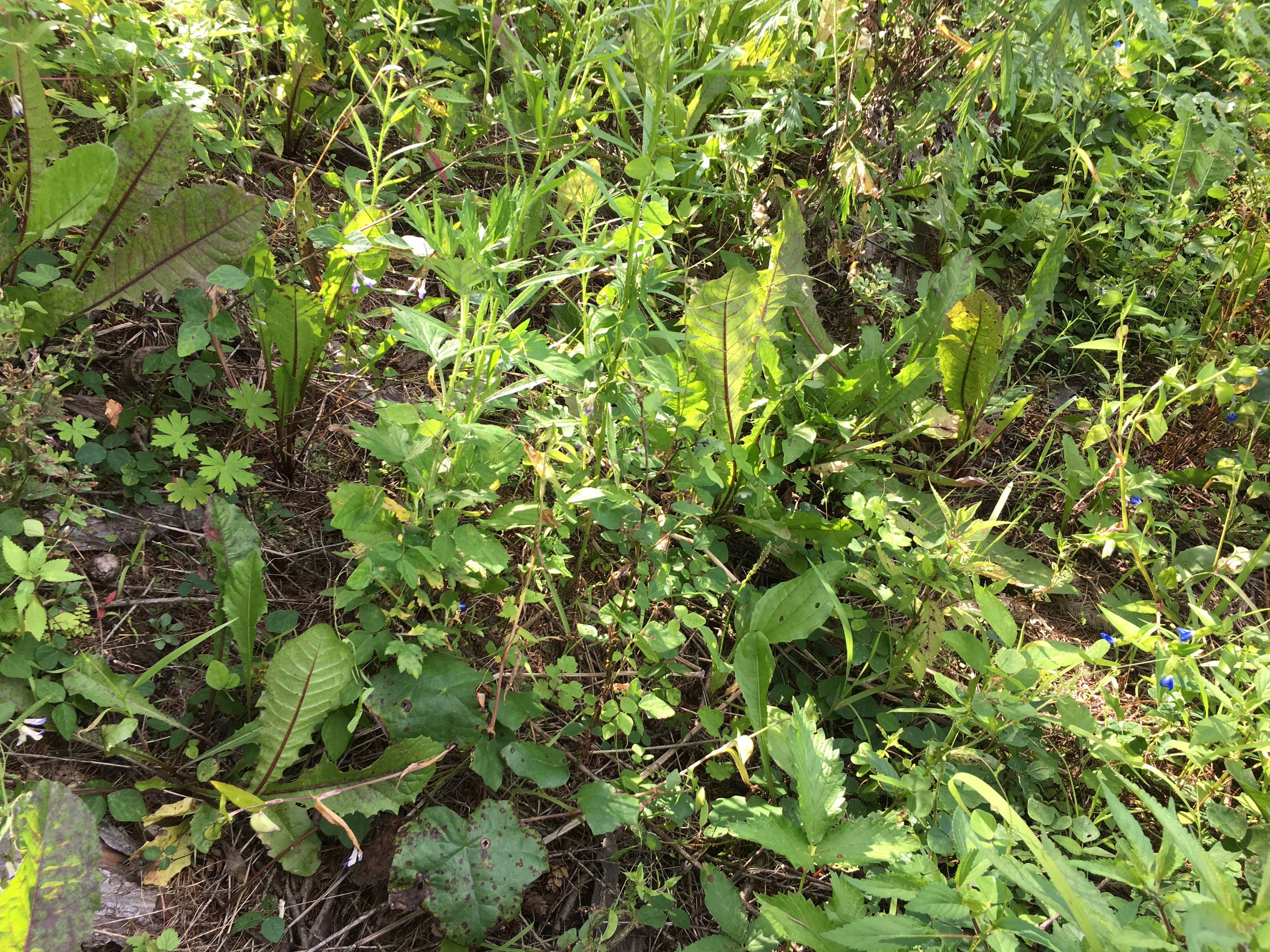 婆婆丁和什么配最好吃,婆婆丁蘸酱真的好吃吗