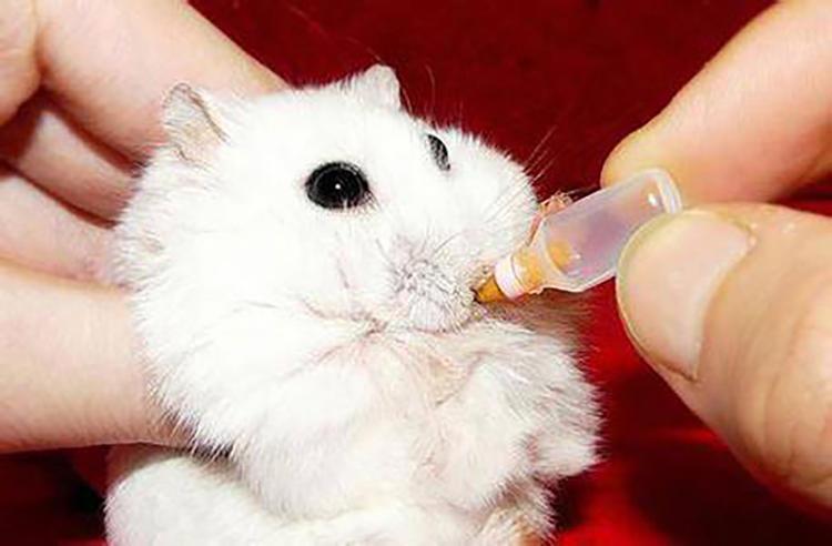 仓鼠宝宝多大可以区分性别,仓鼠性别怎么分