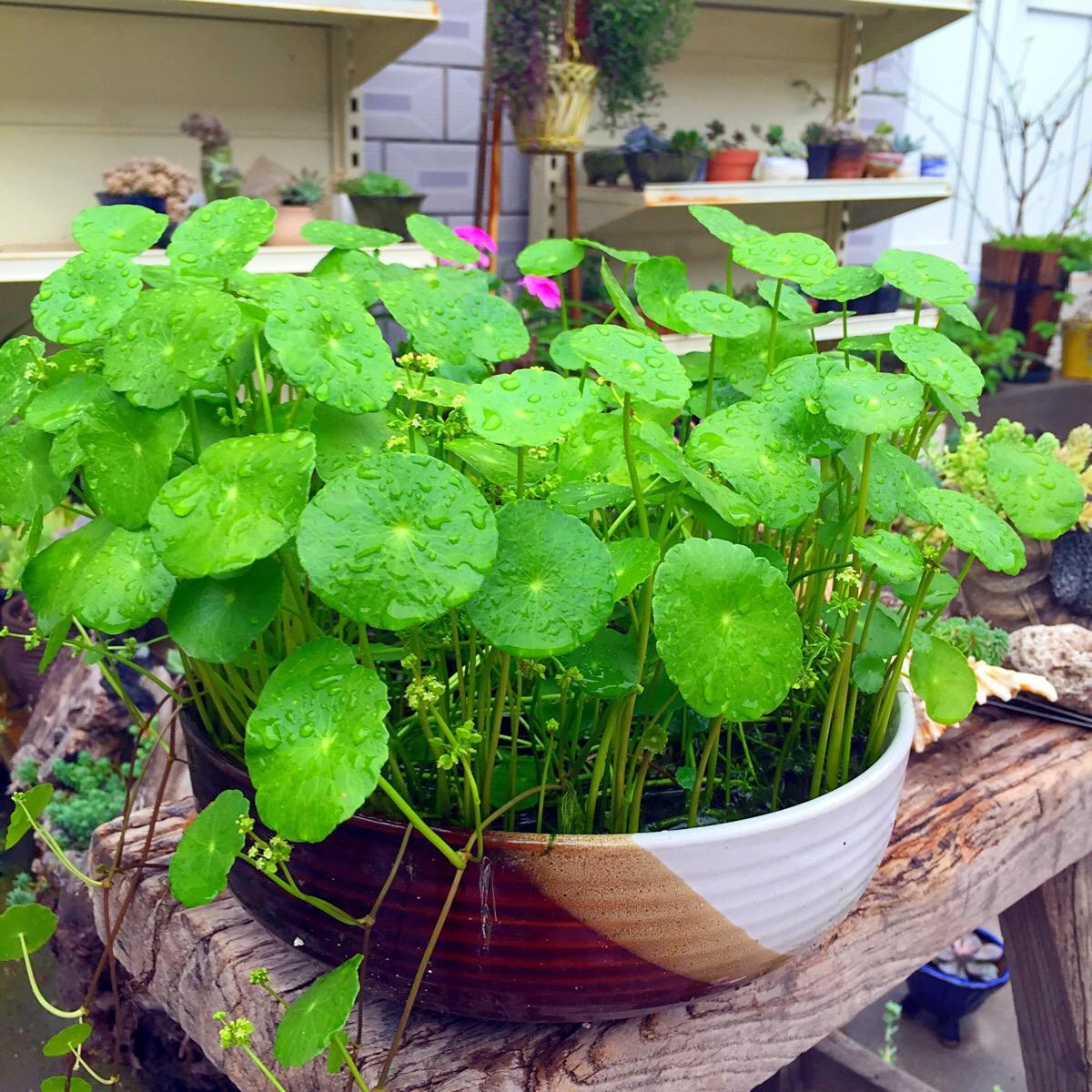 养好铜钱草用什么小妙招最好,养铜钱草的正确方法