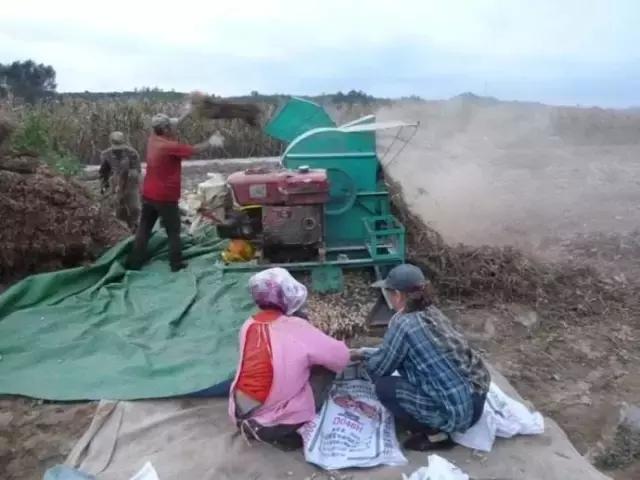 你薅（hao）过花生没？实拍花生收获全流程，提醒吃花生别吃霉的