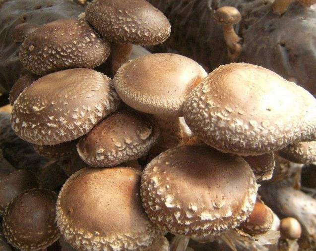 曝光6个适合农村人致富项目,农村特种种植致富项目有哪些