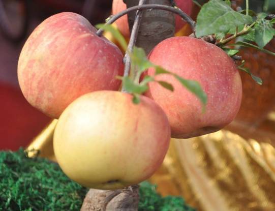 适合农村小型养殖的致富项目,适合农民的致富项目