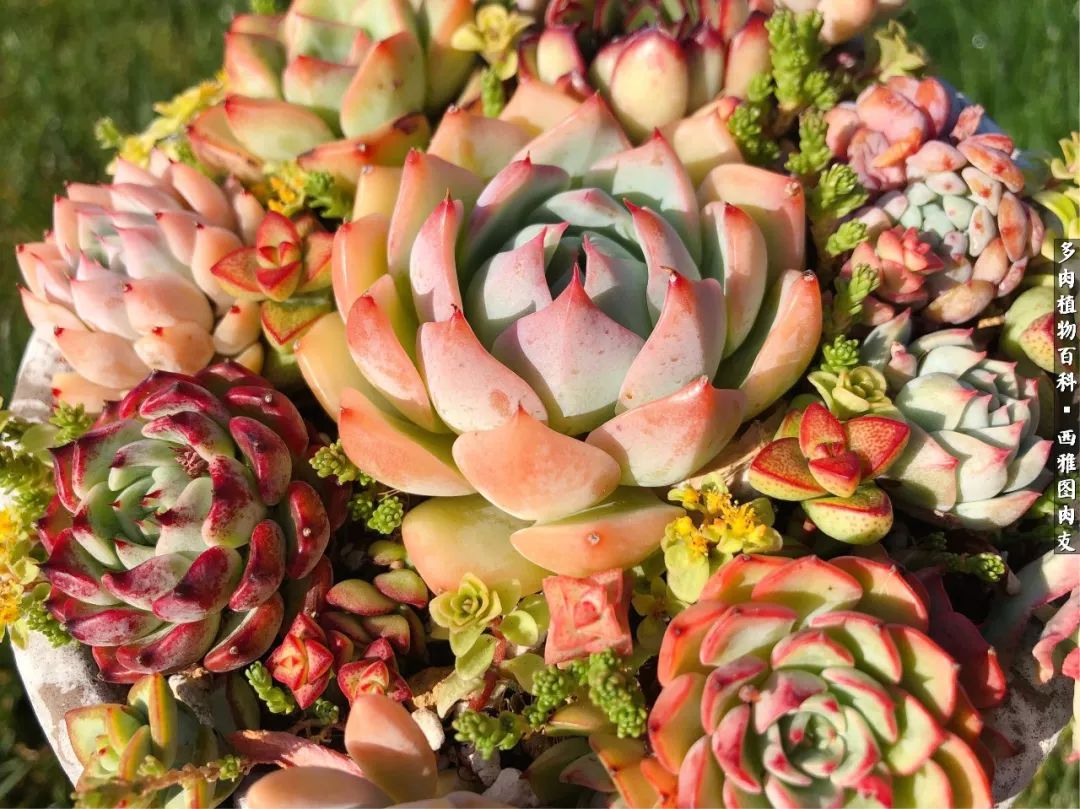 美国多肉,多肉西雅图