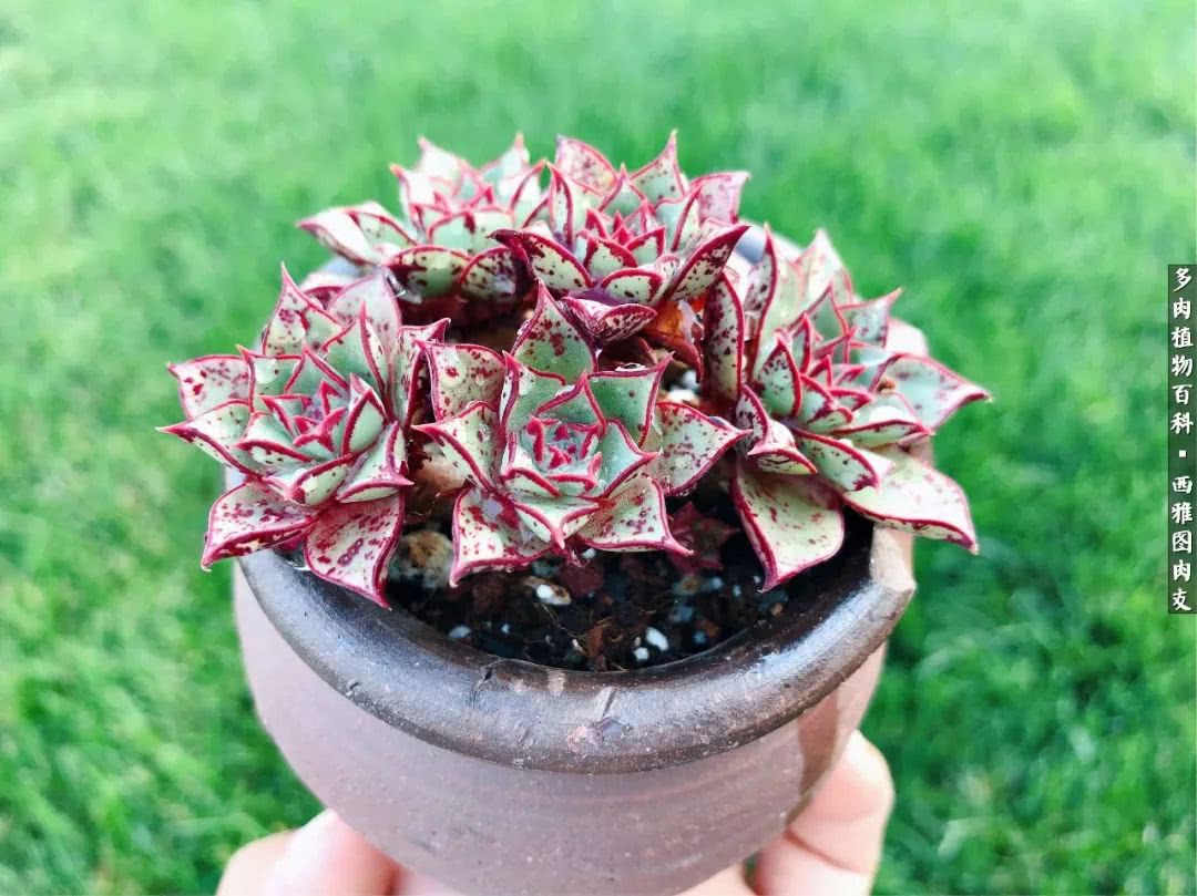 美国多肉,多肉西雅图