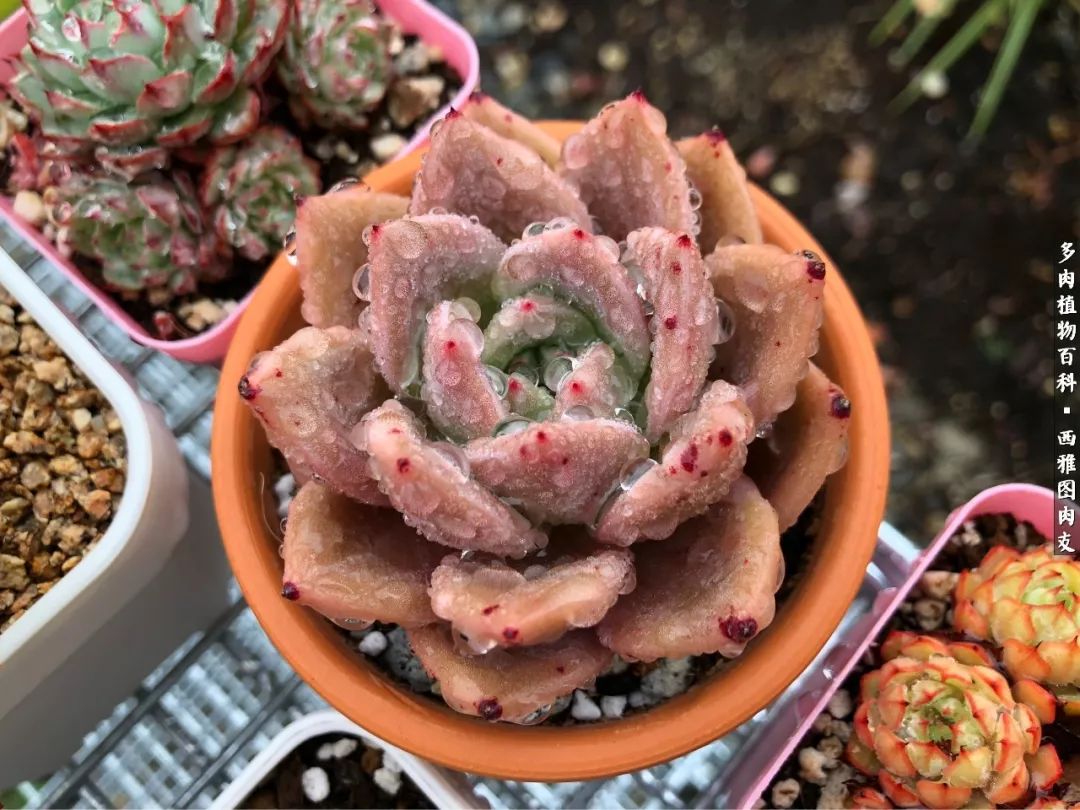 美国多肉,多肉西雅图