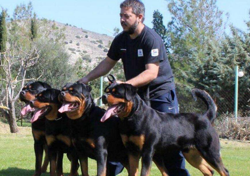 适合看家护院的大型猛犬,十大猛犬适合家养的猛犬