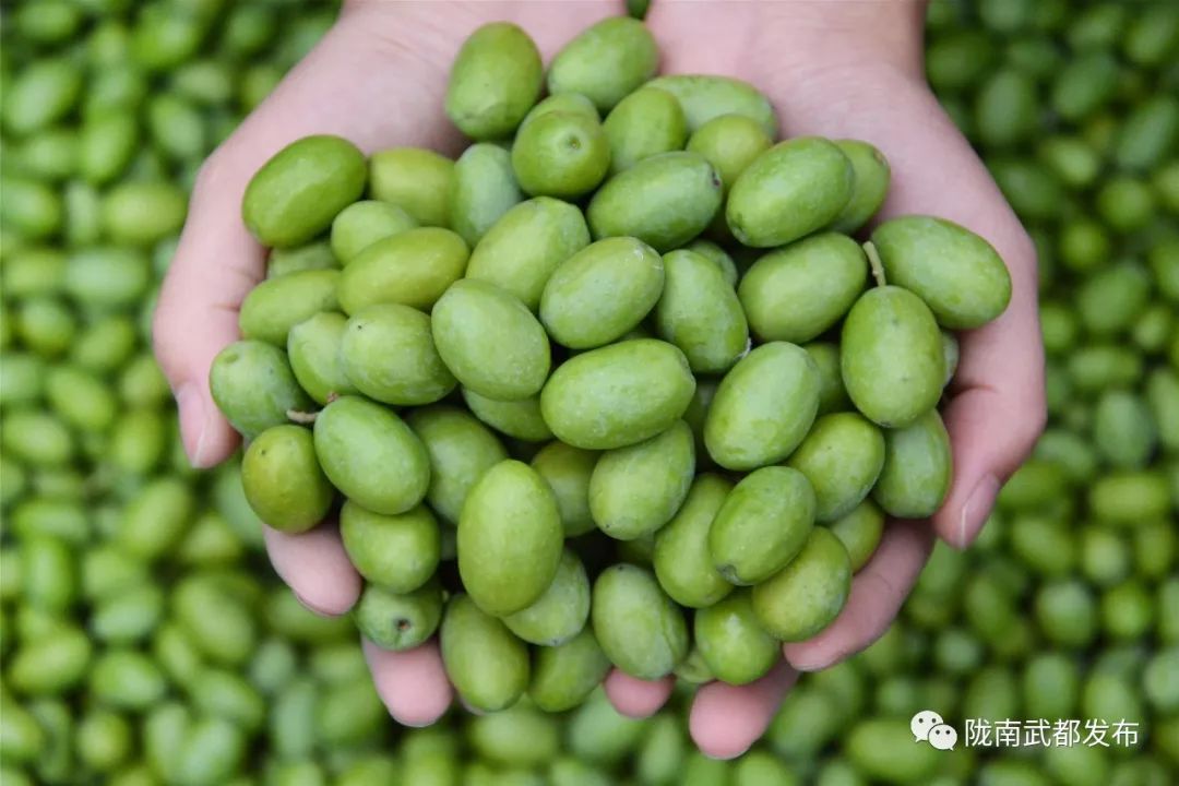 今生广种橄榄树，来世还做陇南人！