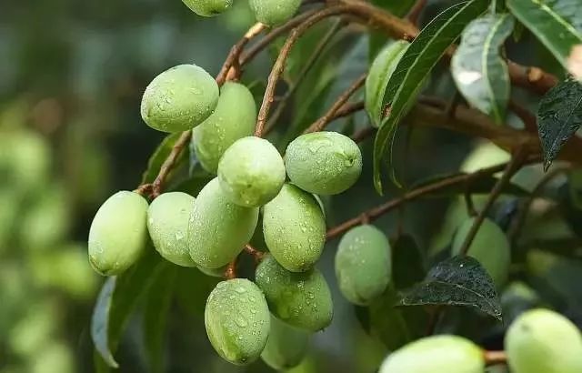 今生广种橄榄树，来世还做陇南人！