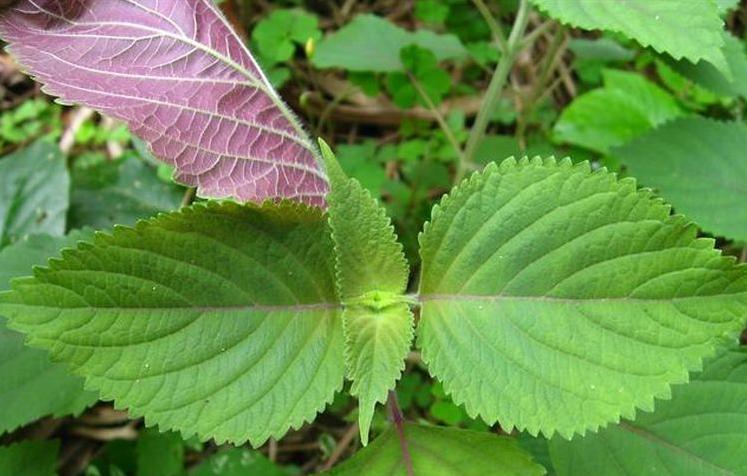 泡菜生白花用紫苏怎么处理,紫苏能去除泡菜白花吗