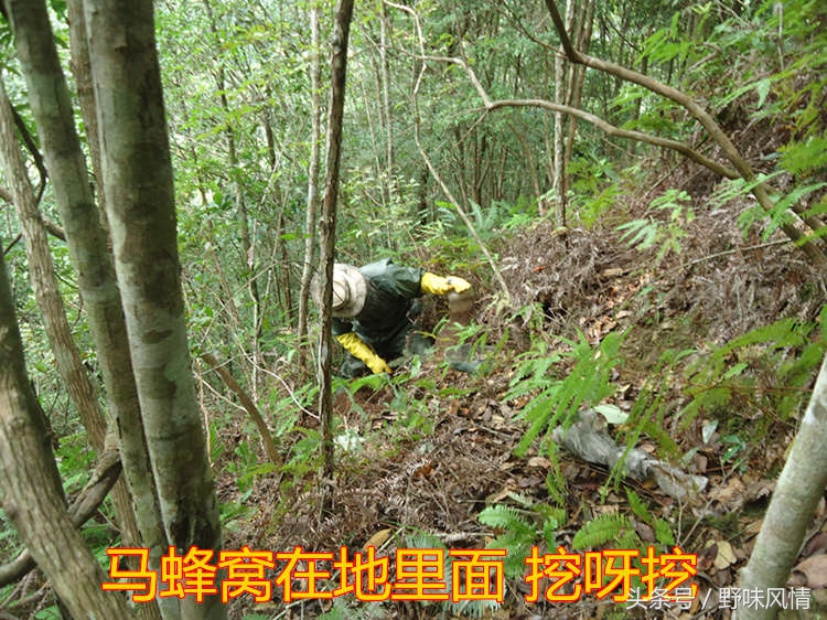 蜂箱旁诱捕马蜂的最佳方法,诱蜂洞如何引诱马蜂