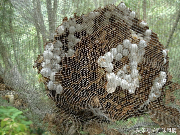 蜂箱旁诱捕马蜂的最佳方法,诱蜂洞如何引诱马蜂