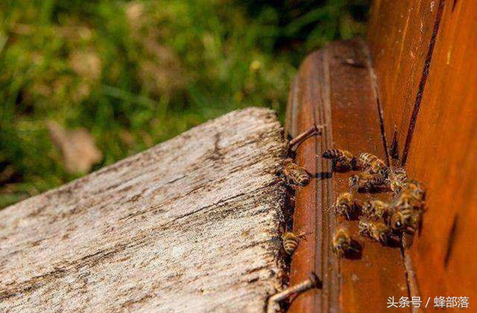 为什么杀螨后蜂群中出现大量爬蜂？该如何应对？