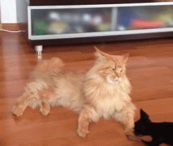 缅因猫霸气侧漏瞬间,缅因猫有多霸气多帅