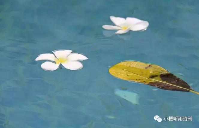 唐寅落花诗17首,唐寅落花诗三十首