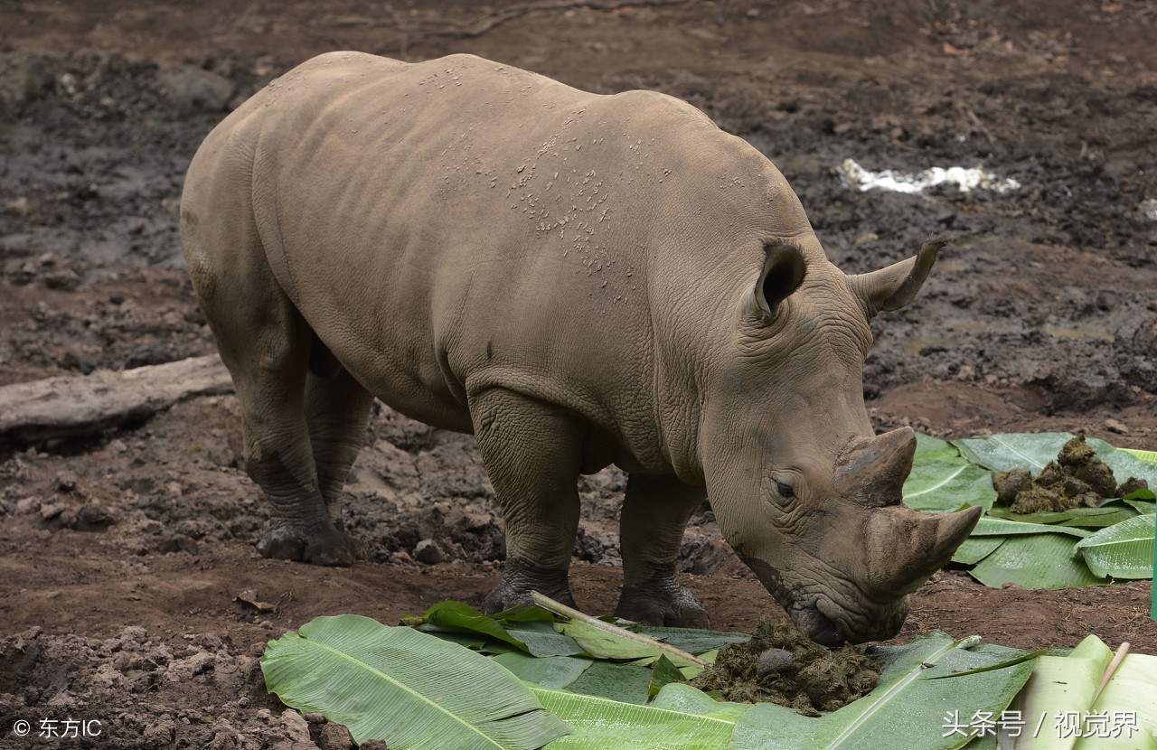 古代人是怎么避孕的？印度用粪便中国用水银，避孕套最早就是羊肠