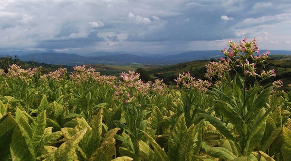古巴雪茄前世今生,优秀雪茄的前世今生