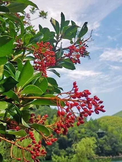 宜兴竹海吹起了一股简洁风,吹来了一波纯色壁纸~