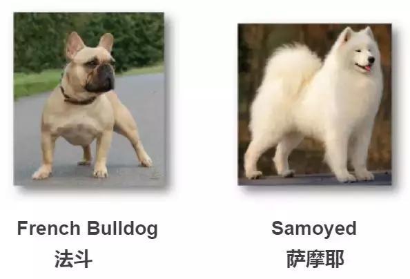 看到猫只会说Cat,看到狗只会说Dog?讲真,你的英文太差了
