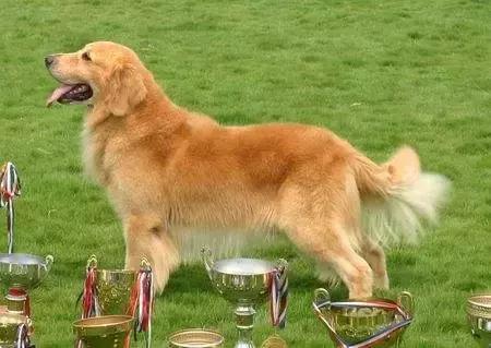 看到猫只会说Cat,看到狗只会说Dog?讲真,你的英文太差了