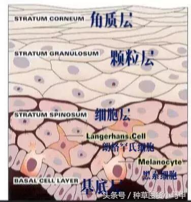 朋友圈代购怎么看价格,为什么朋友圈代购便宜