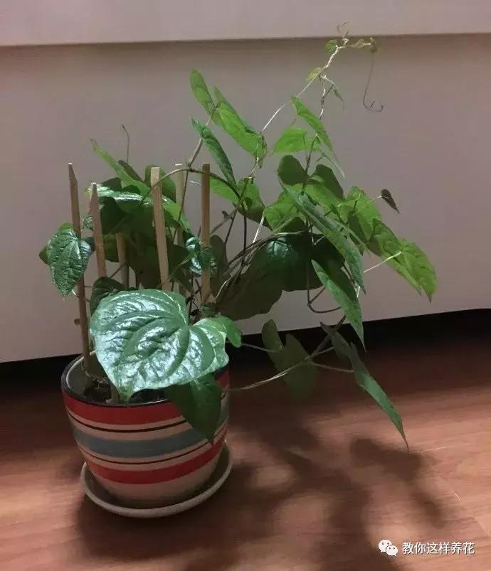 山药发芽全过程,山药发芽一根都不能吃吗