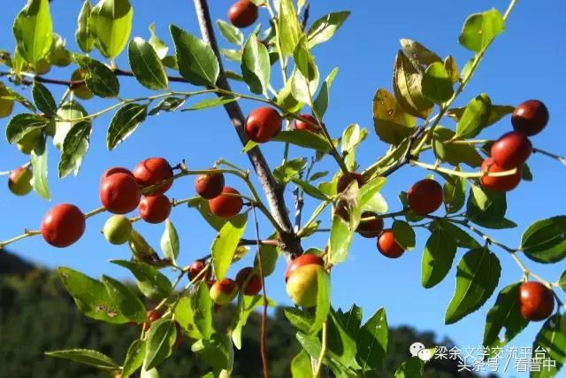 两棵枣树的小说,两颗枣树鲁迅朗读