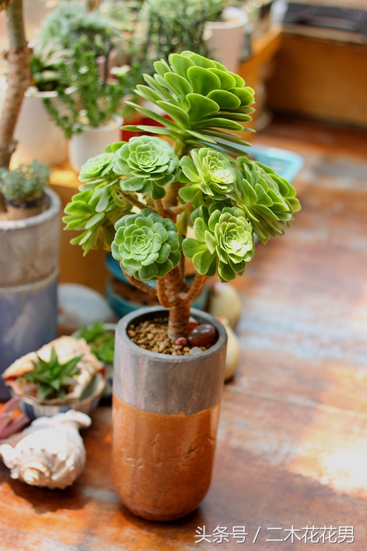 玉龙观音怎样养护和管理,玉龙观音生长过程中需要摘叶片