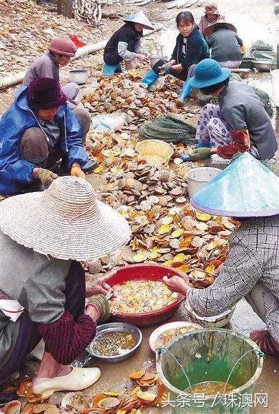 湛江各个渔港,广东渔港码头开海新情况