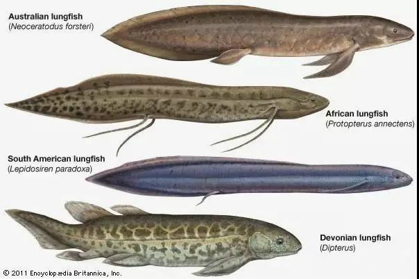 见到这只鱼大伙都要喊它爷爷,结局竟被安乐死,人们却表示赞同
