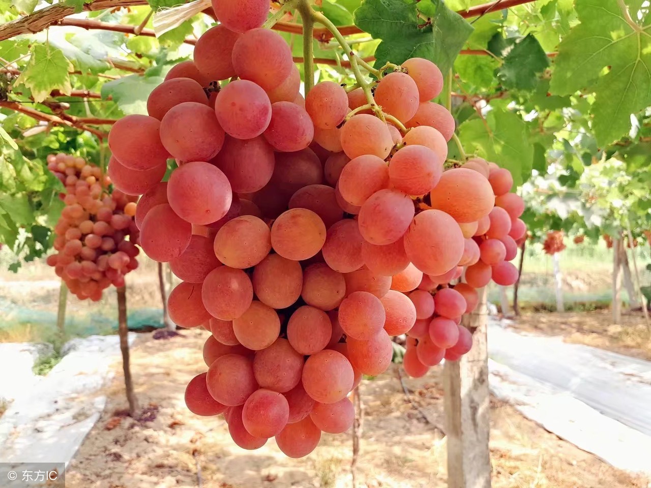 葡萄成熟期用哪些药不影响转色,葡萄迟迟不熟是什么原因