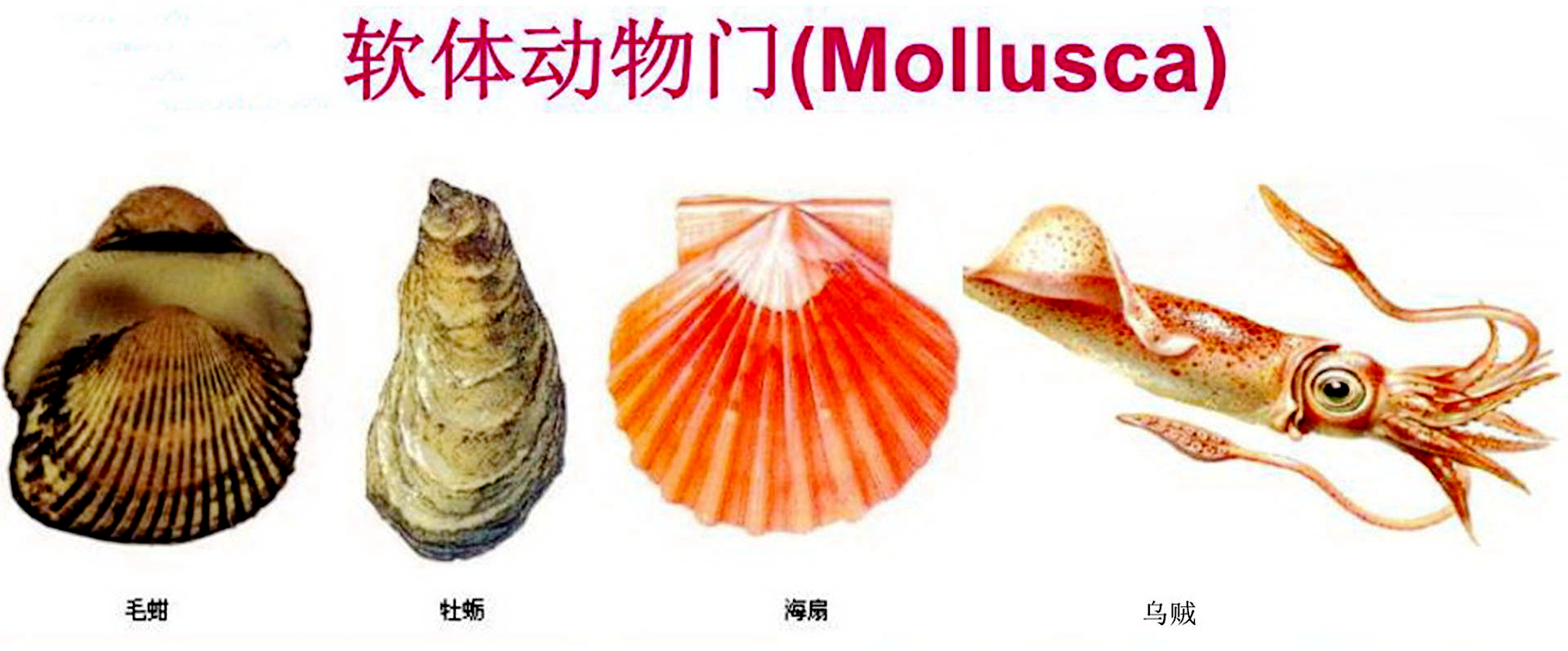 蛏子贝壳类海鲜,贝类海鲜有哪些毛蚶