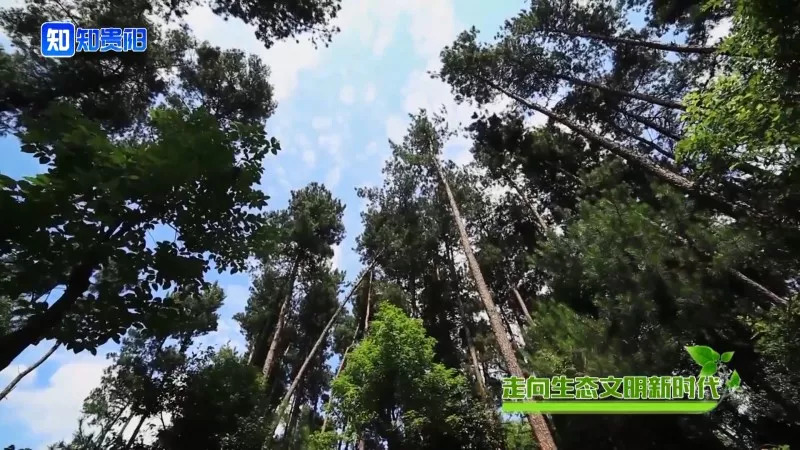 “百山治理”之后，我市这些山体都披上了绿装，有你常见到的吗？