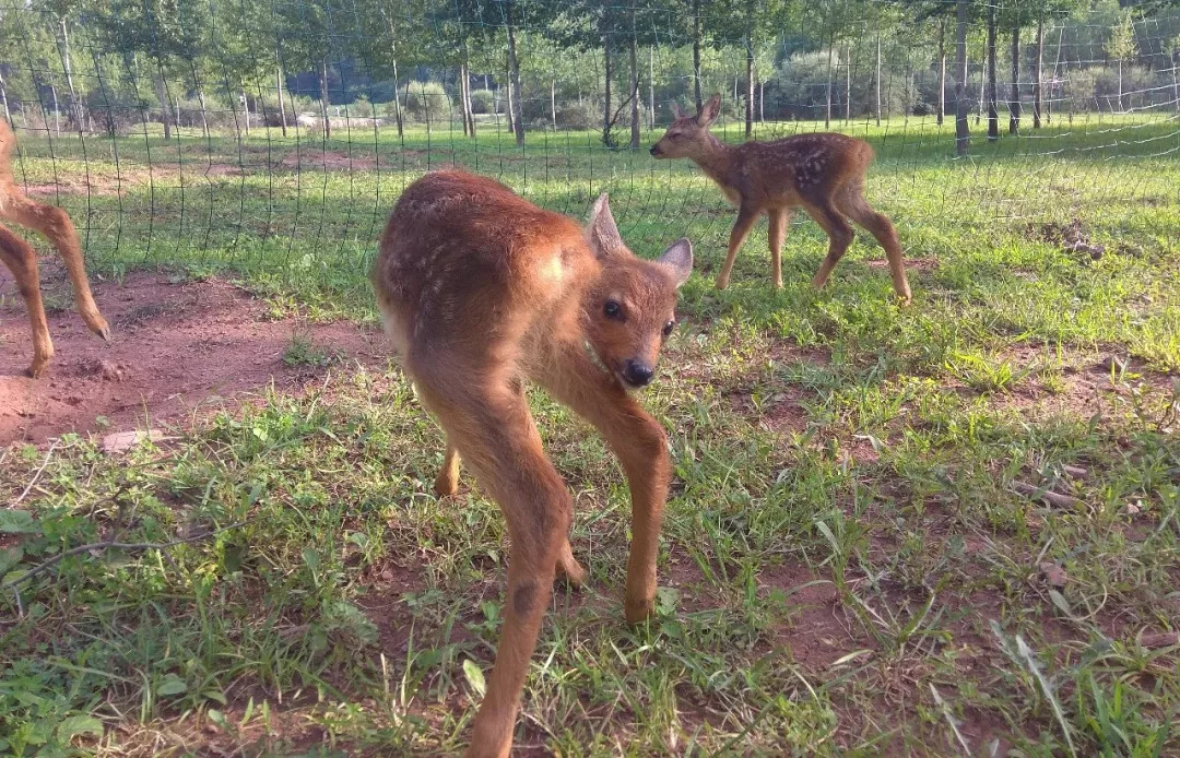 我们救的那几只狍子，全世界最美