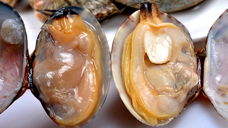 蛏子贝壳类海鲜,贝类海鲜有哪些毛蚶