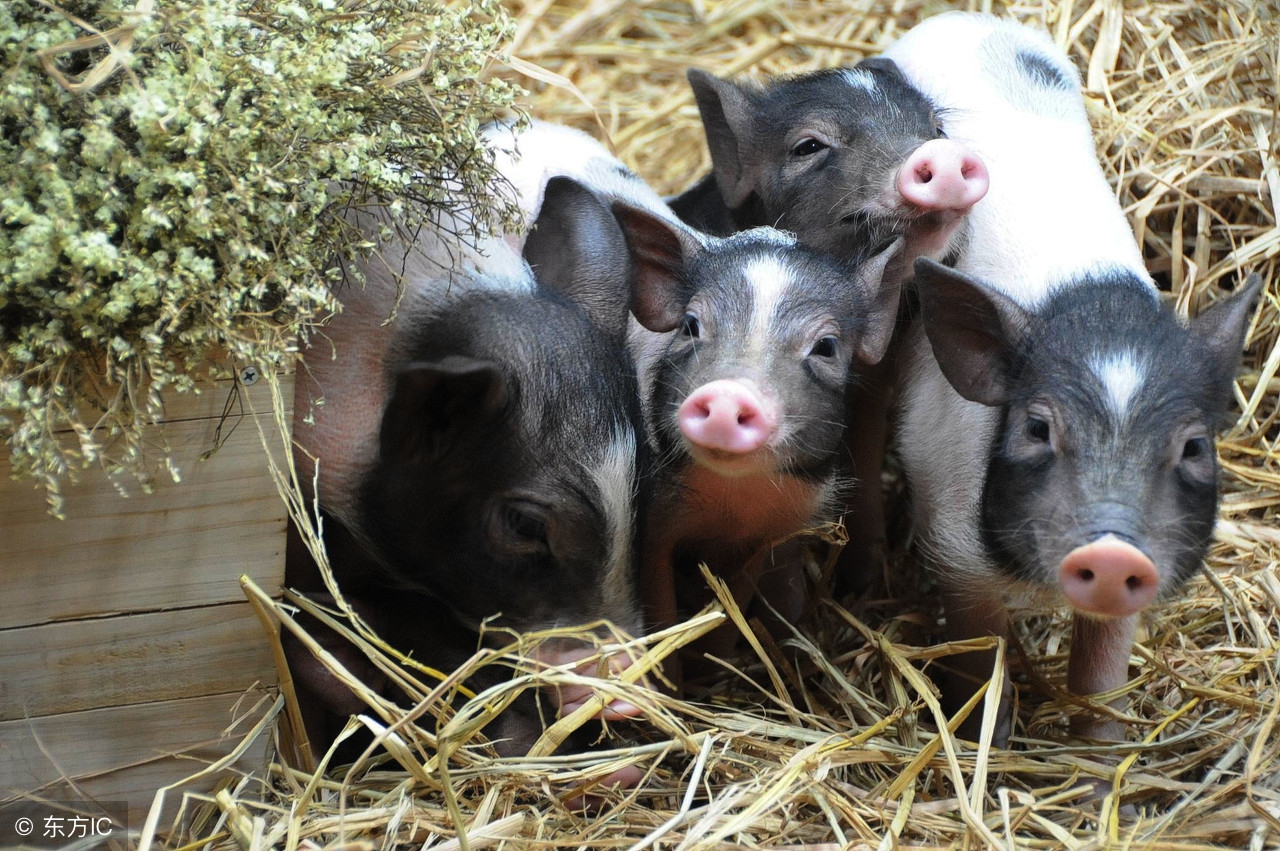 养猪要喂什么食物,养猪吃饲料好还是粥好