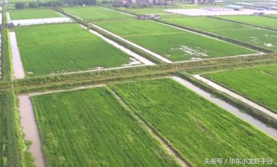 养小龙虾赚钱吗怎样养殖确保收益,基本的小龙虾养殖技术