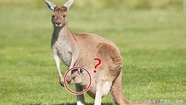 袋鼠袋子里是什么样的,袋鼠在妈妈袋子里的成长过程