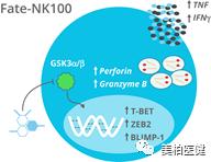 非特殊类型T细胞淋巴瘤,非霍奇金型t细胞淋巴瘤