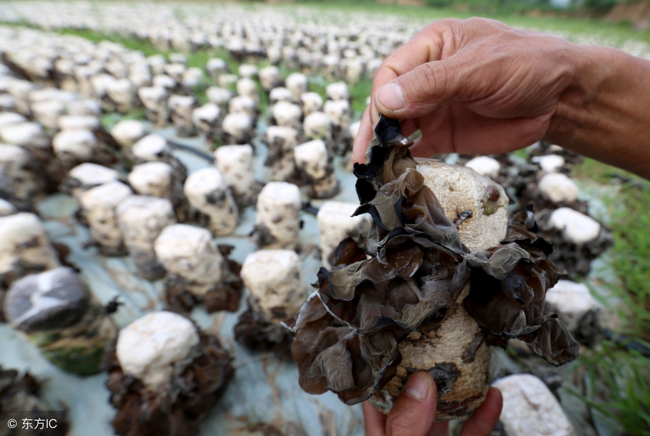 木耳养殖过程中打药吗,种植的木耳打药吗