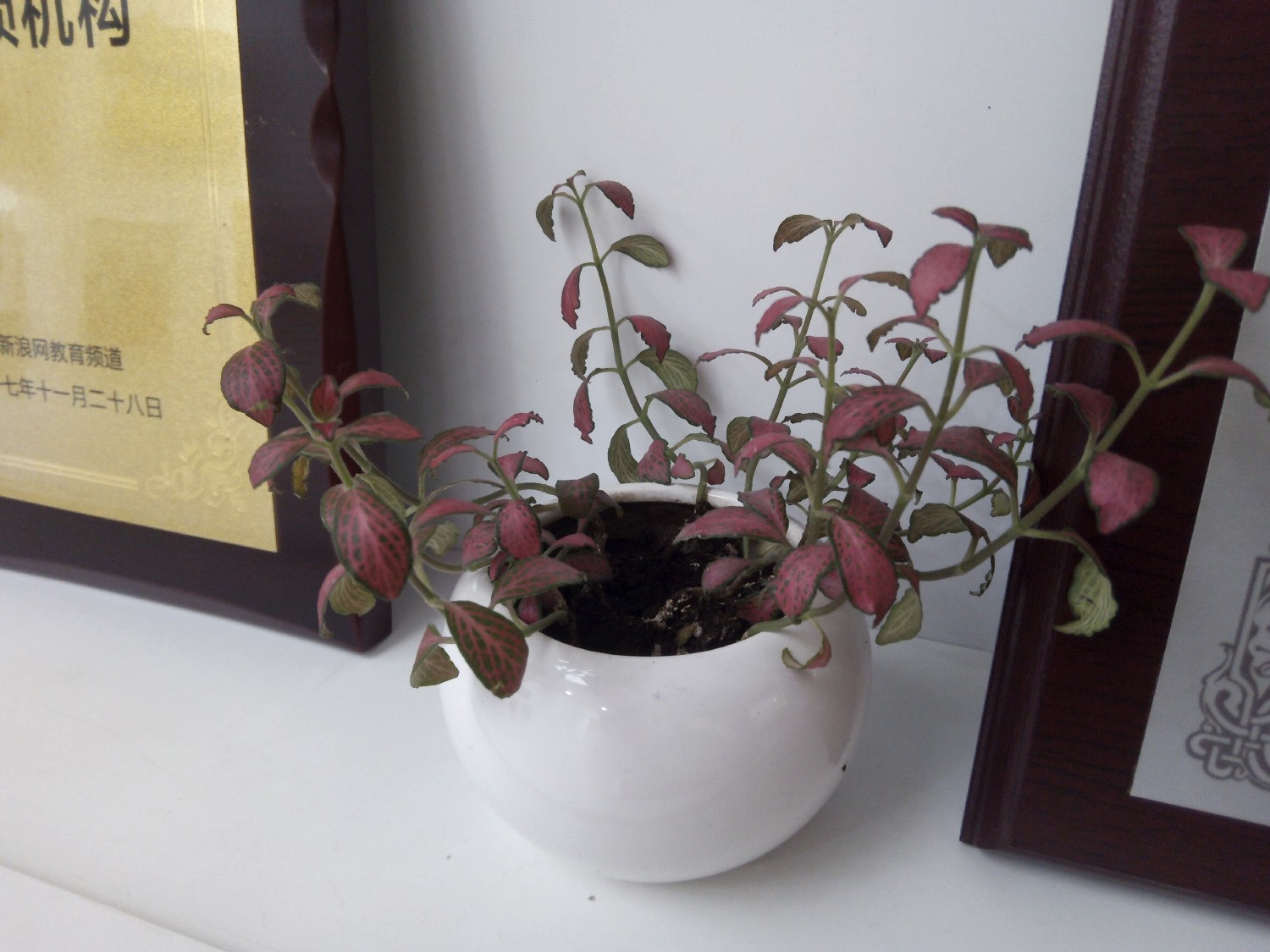 酷派玩7手机参数,酷派酷玩6手机推荐