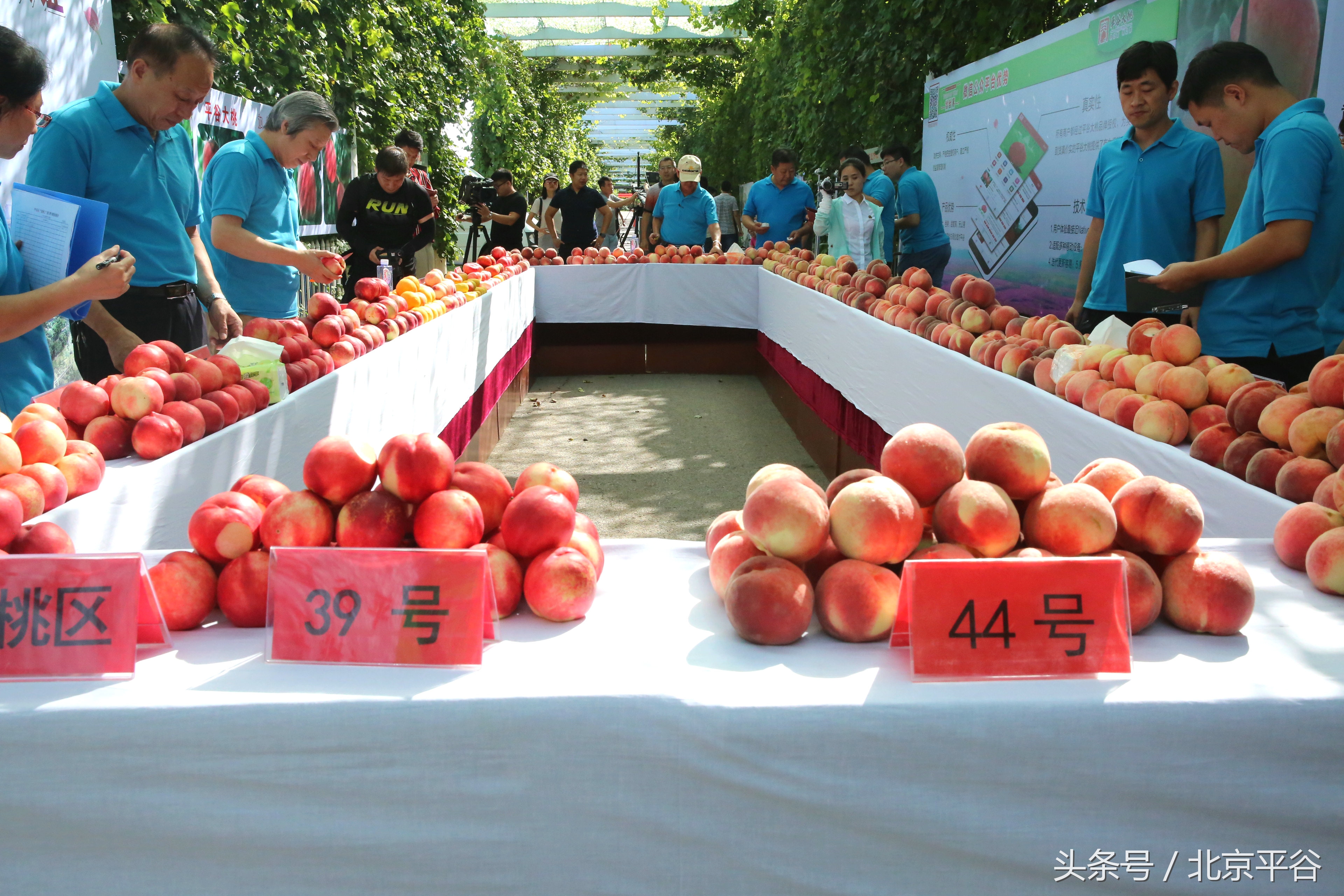 八月平谷,八月稻花香满城