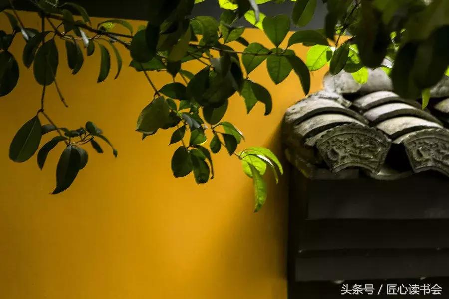 神奇的“生命之根”，长在四川华蓥山