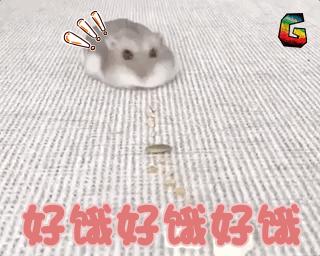 仓鼠食粮养鼠日常分享,仓鼠饲养攻略小猫