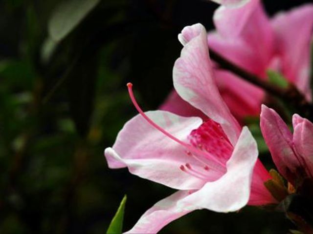 杜鹃花叶子发蔫落叶怎么办,杜鹃花叶子发褐怎么办