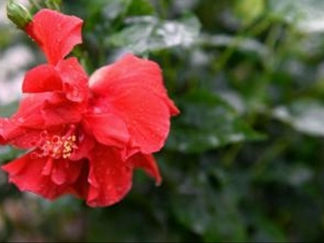 木菊花该如何养殖?学会这几种方法可以让木菊花爆盆